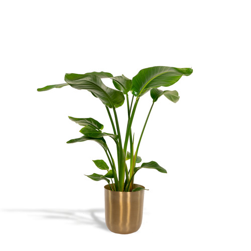 Strelitzia nicolai fiore - nicolai,