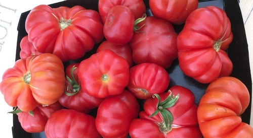 Pomodoro canestrino antico - antico, di