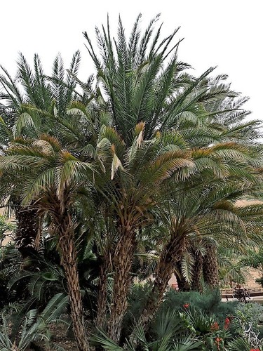 Phoenix rupicola cliff date - rupicola,