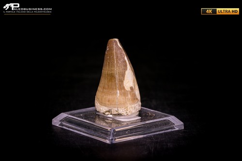Dente fossile mosasaurus - fossile,
