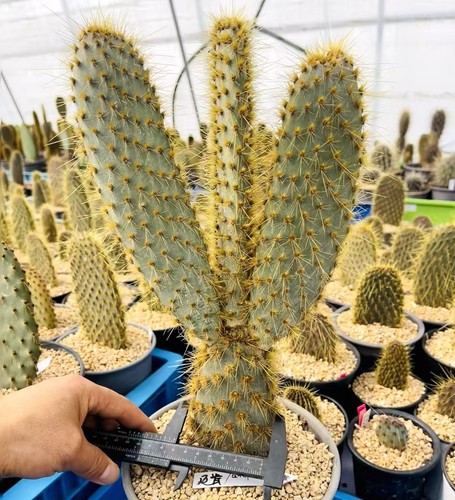 Rara pianta cactus opuntia - rara, di