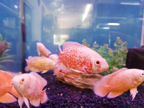 Oscar albino pollici - albino, 2