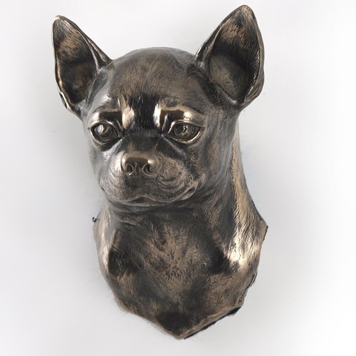 Chihuahua pelo corto - pelo,
