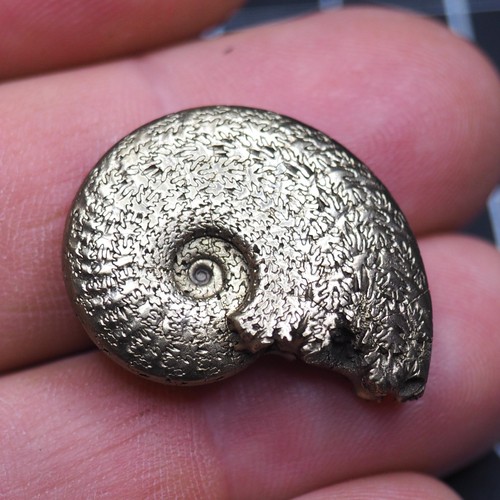 Osperlioceras ammonite - 29,