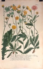 Stampa fiori botanica - Johann