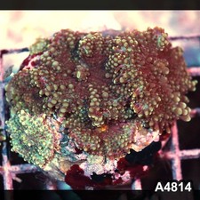 Item#A4814IN4814(M) WYSIWYG