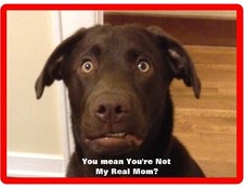 Funny Chocolate Labrador