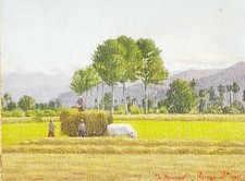 Bargis stefano busca 1916 - bargis, cn