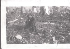 FOTOGRAFIA VINTAGE PUNTATORE