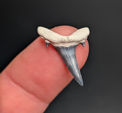 Splendido dente squalo - di,