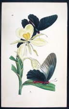 1854, WESTWOOD'S ARCANA ENTOMOLOGICA PAPILIO ASTORION DIPINTO A MANO, CHARA VPB