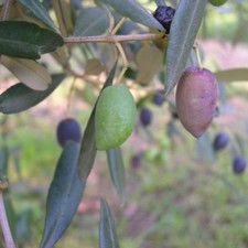 PIANTA DI ULIVO MIGNOLA in