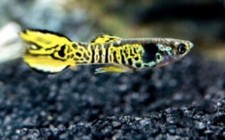 Pesci Endler Tiger 1 Maschi +1 Femmina