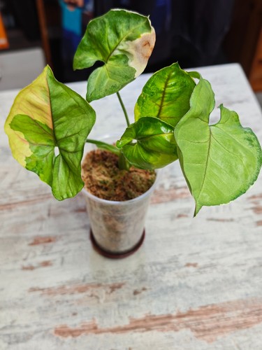 Perizoma syngonium orm - perizoma,