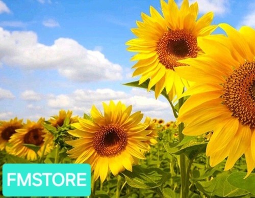 Girasole gigante sunflower - gigante,