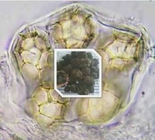 5LT - SPORE PER LA COLTIVAZIONE DI TARTUFO ESTIVO - ESTRATTO SPORIFERO