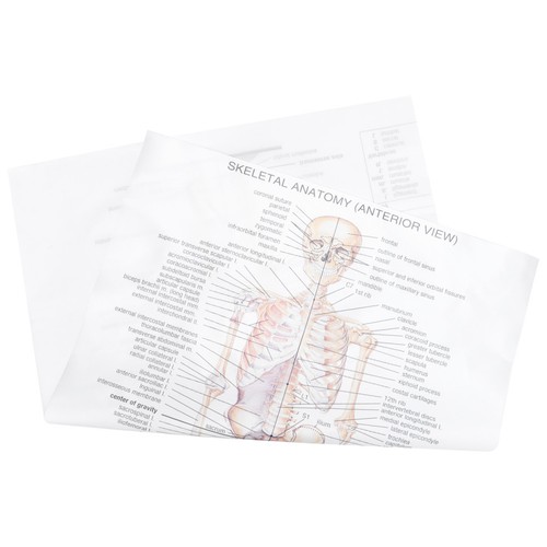 1pc anatomical poster - 1pc,