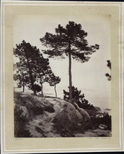 Alfredo Noack, Mantova, Pini