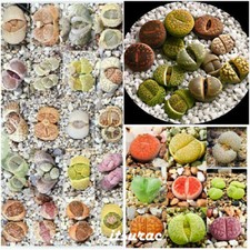 10 semi di pietre vive LITHOPS MIX