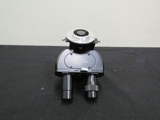 Testina microscopio