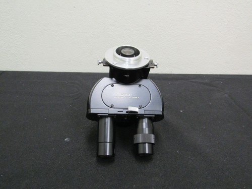 Testina microscopio