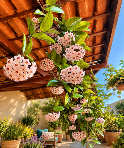 80002749 hoya carnosa pianta - 80002749,