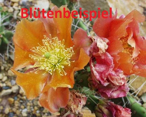 Opuntia phaeacantha orangade - opuntia,