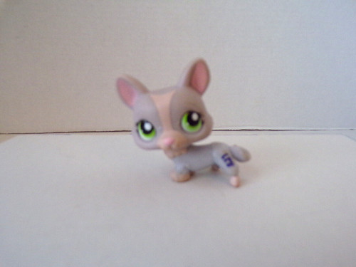 Littlest pet - littlest,