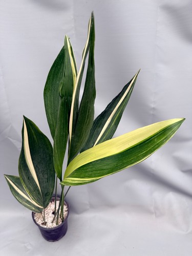 Aspidistra elatior variegata - elatior,