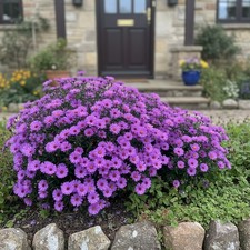 1000 Purple Aster Seeds –