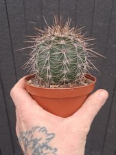 Carnegiea gigantea (Saguaro