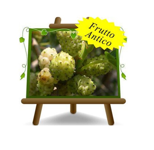 Gelso bianco pianta frutto - gelso,