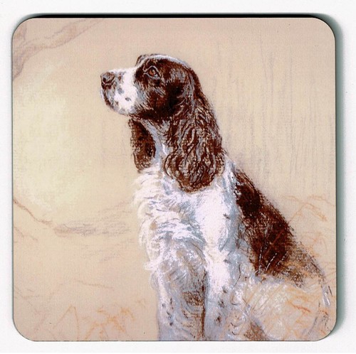Springer spaniel - springer,