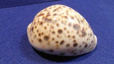 CYPRAEA  TIGRIS PARDALIS -