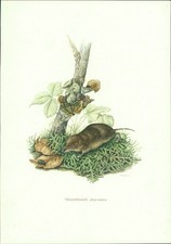 Stampa artistica - stampa
