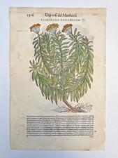 MATTIOLI Xilografia 1500