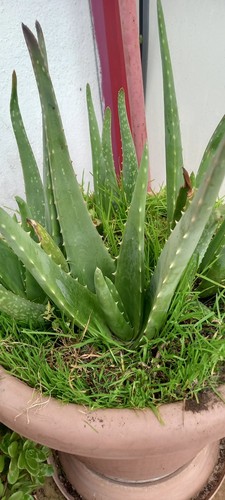 Pianta aloe vera - vera, vaso