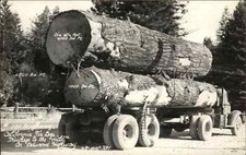 California CA Redwood Hwy Fir