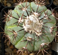 Echinocactus horizonthalonius