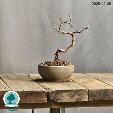 Fior di Pesco Bonsai Outdoor