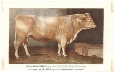 Stampa antica TORO razza