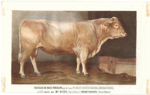 Stampa antica toro razza - antica,