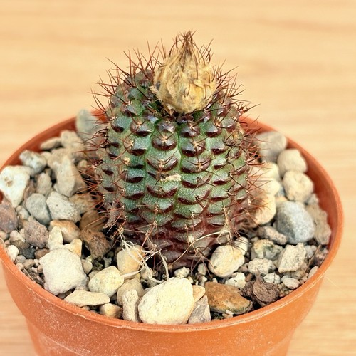 Frailea angelesii pot - frailea,
