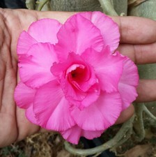 Semi adenium obesum pink - di,