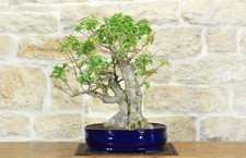Bonsai di Bougainvillea