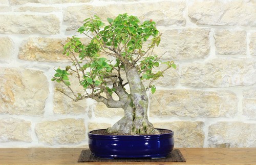 Bonsai bougainvillea - bonsai,