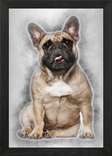 Bulldog inglese cucciolo 2 un