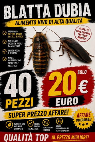 Blatta dubia alimentazione - blatta,