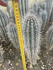 PACHYCEREUS PRINGLEI 50 Cm H