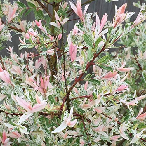 Pianta salice rosa giapponese - pianta,